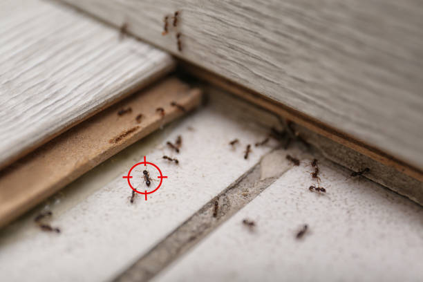 Best Best Pest Control Companies  in Donna, TX
