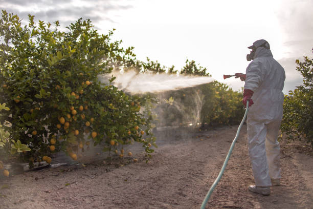 Best Best Pest Control Companies  in Donna, TX
