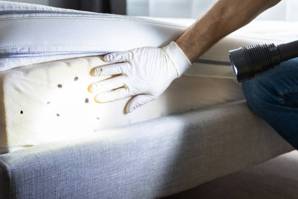 Best Cockroach Control Services  in Donna, TX