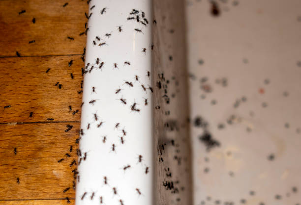 Best Insect Control  in Donna, TX