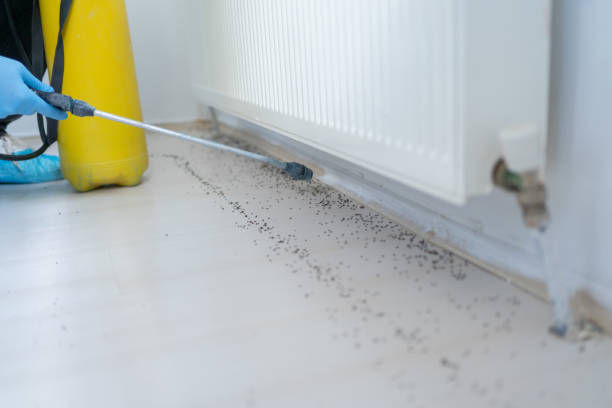 Best Pest Inspection Near Me  in Donna, TX